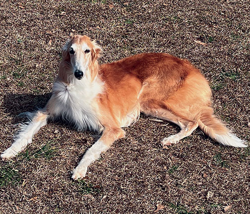 Top High-Scoring Rally Borzoi 2024